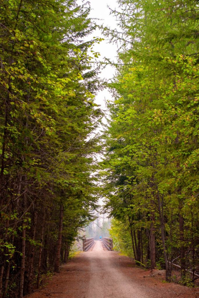 Trees along the trail