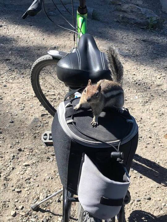 Squirrel on a bike seat